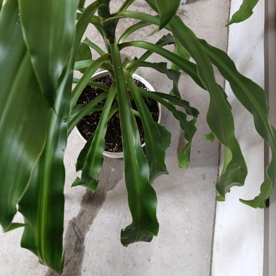 観葉植物 中程度の高さの緑の葉　幸福の木　マッサン　ゲアナ