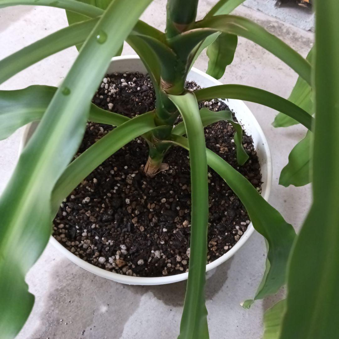 観葉植物 中程度の高さの緑の葉　幸福の木　マッサン　ゲアナ