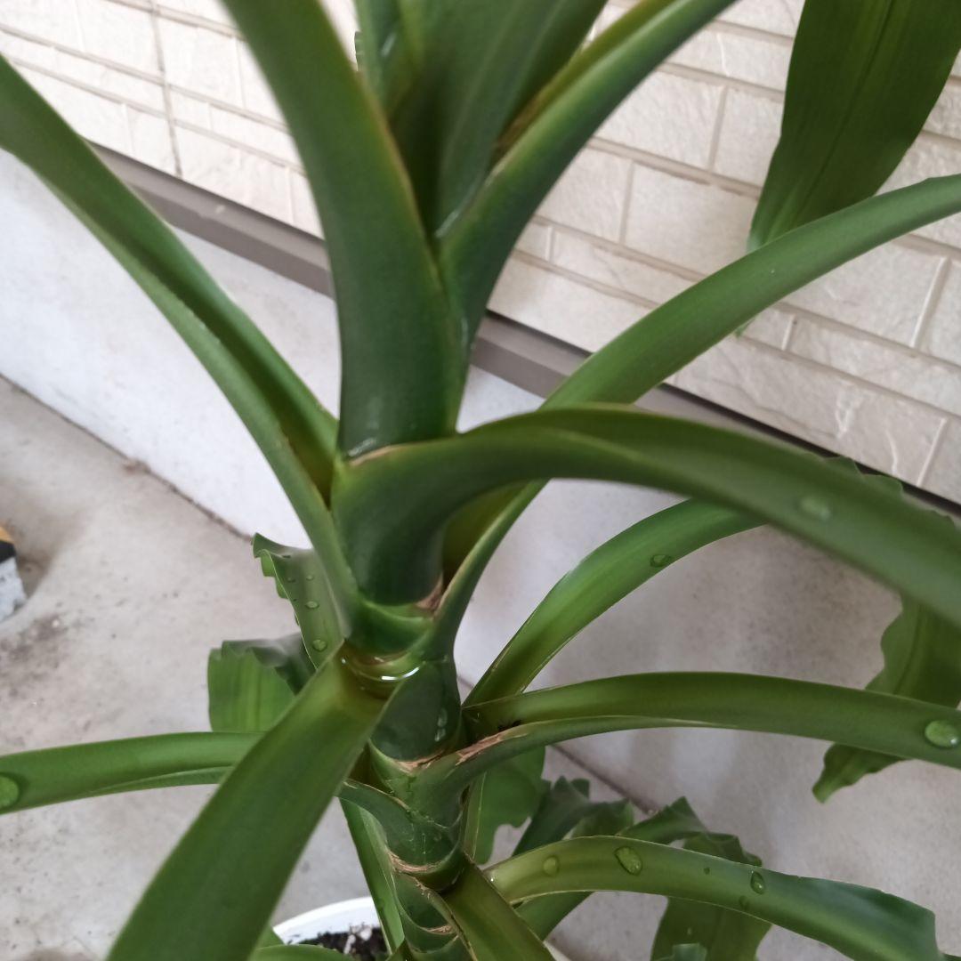 観葉植物 中程度の高さの緑の葉　幸福の木　マッサン　ゲアナ