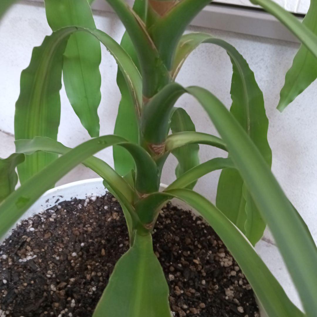 観葉植物 中程度の高さの緑の葉　幸福の木　マッサン　ゲアナ