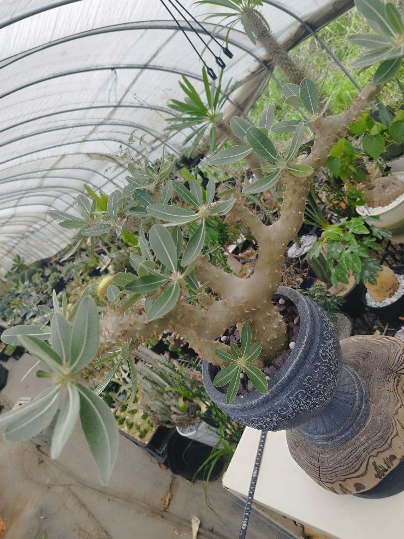 【実生15年／開花株】 パキポディウム・ブレビカウレ 大株・陶器鉢付き
