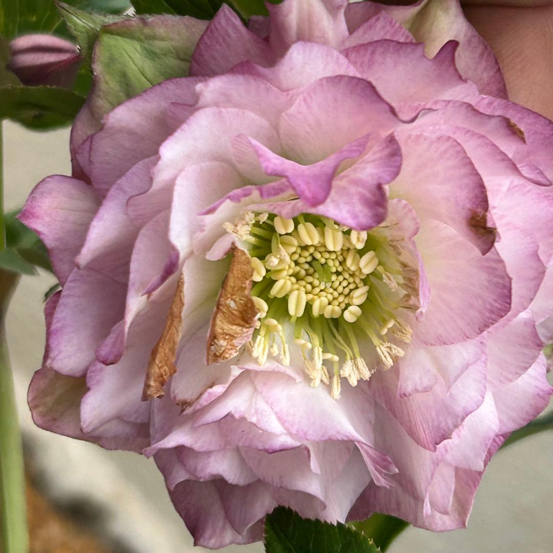 超多弁クリスマスローズ　花3 つぼみ10 78番