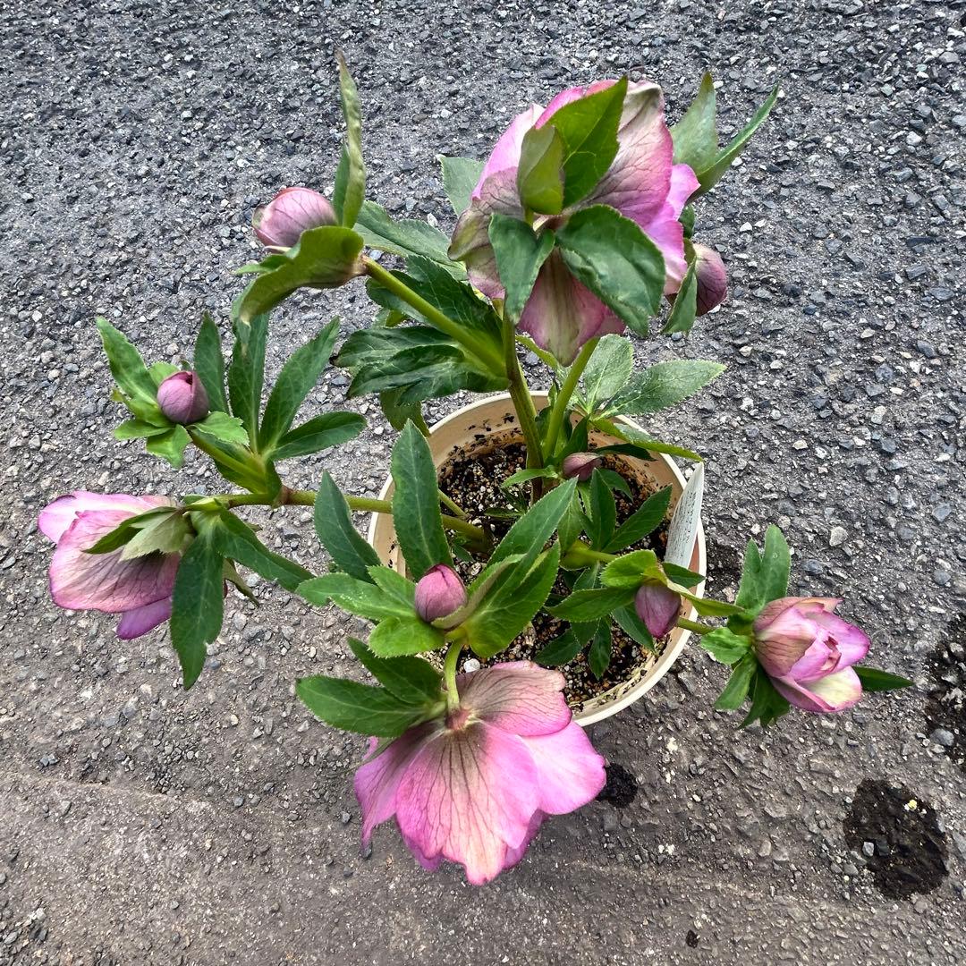 超多弁クリスマスローズ　花3 つぼみ10 78番