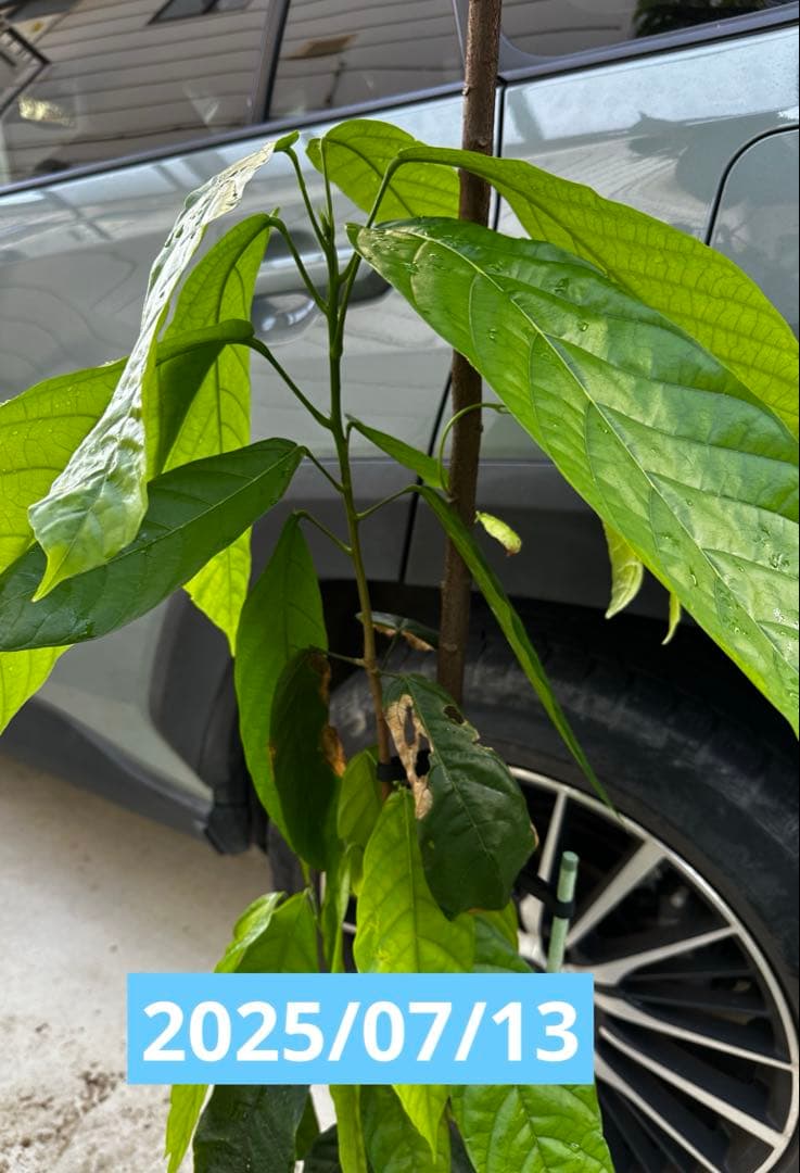 1.5mサイズ特大カカオの木 フォラステロ種