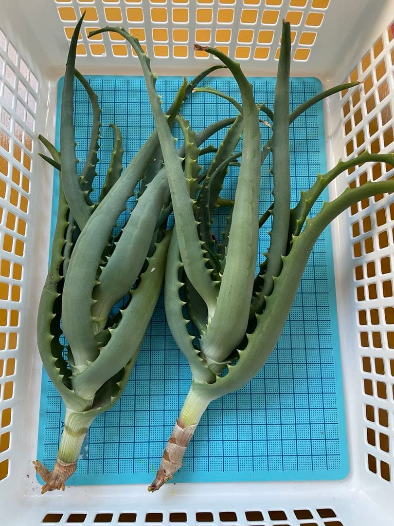 キダチアロエ 約30㎝ 2本 発根済みカット苗多肉植物
