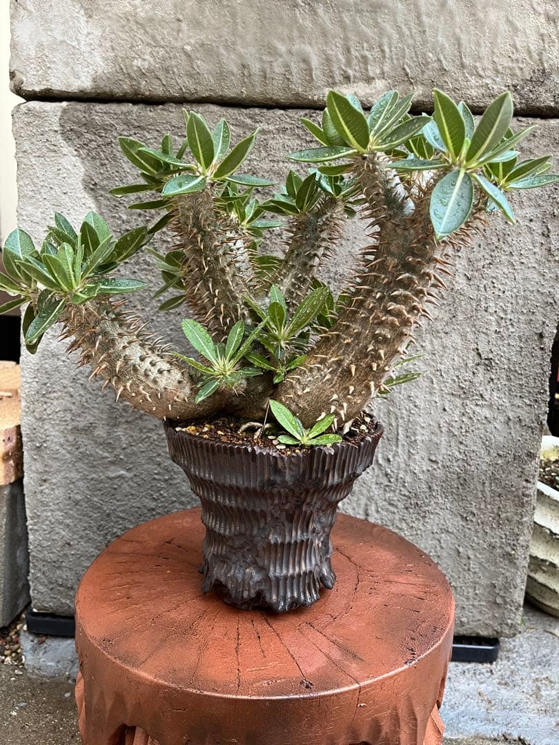 縁起物　※お値打ち※ 良型分岐  パキポディウム デンシカウレ 恵比寿大黒