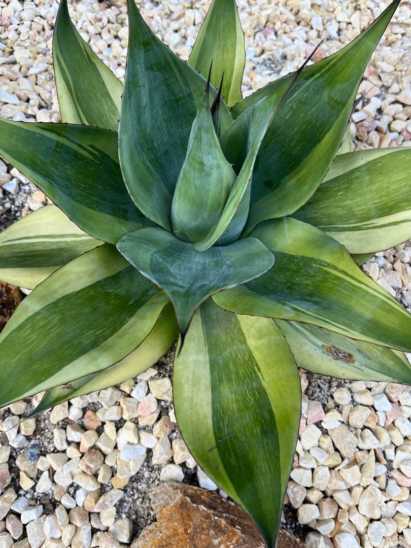 アガベ オバティフォリア　キラー　大株　60cm