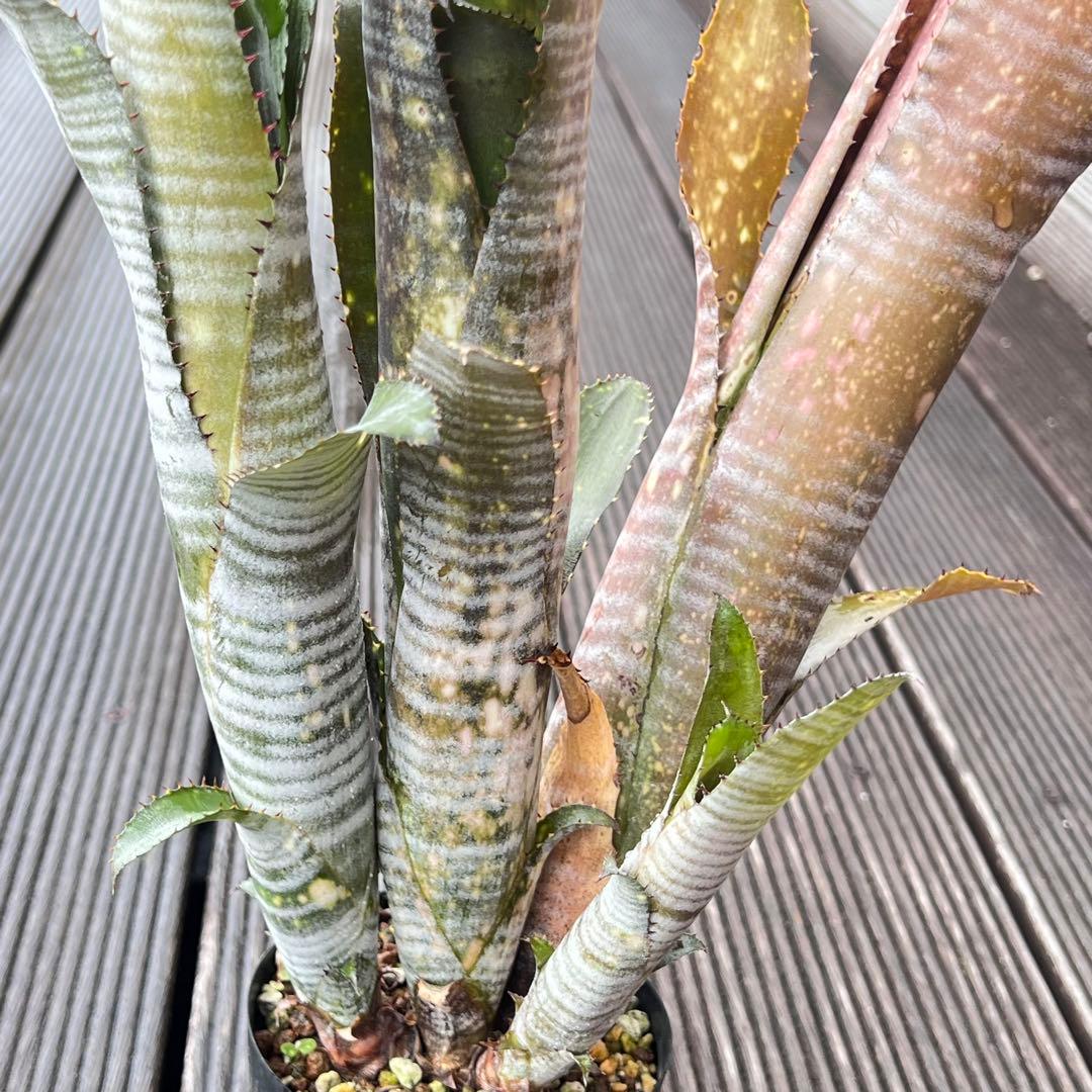 ビルベルギア ダースベイダー 群生株(タンクブロメリア ネオレゲリア エクメア