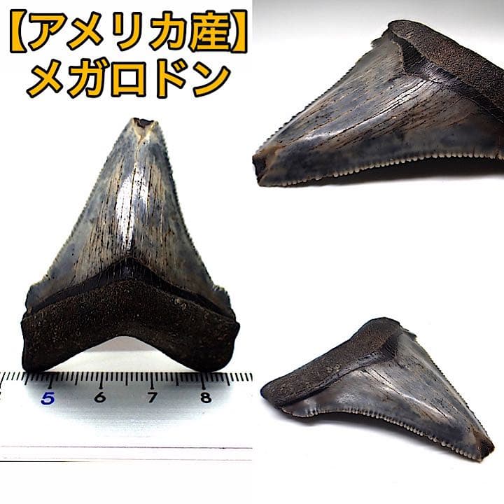 【アメリカ産】メガロドンの歯の化石