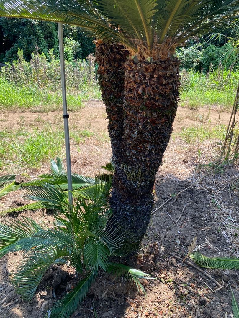 蘇轍ダブルヘッド　引き取り限定ソテツ