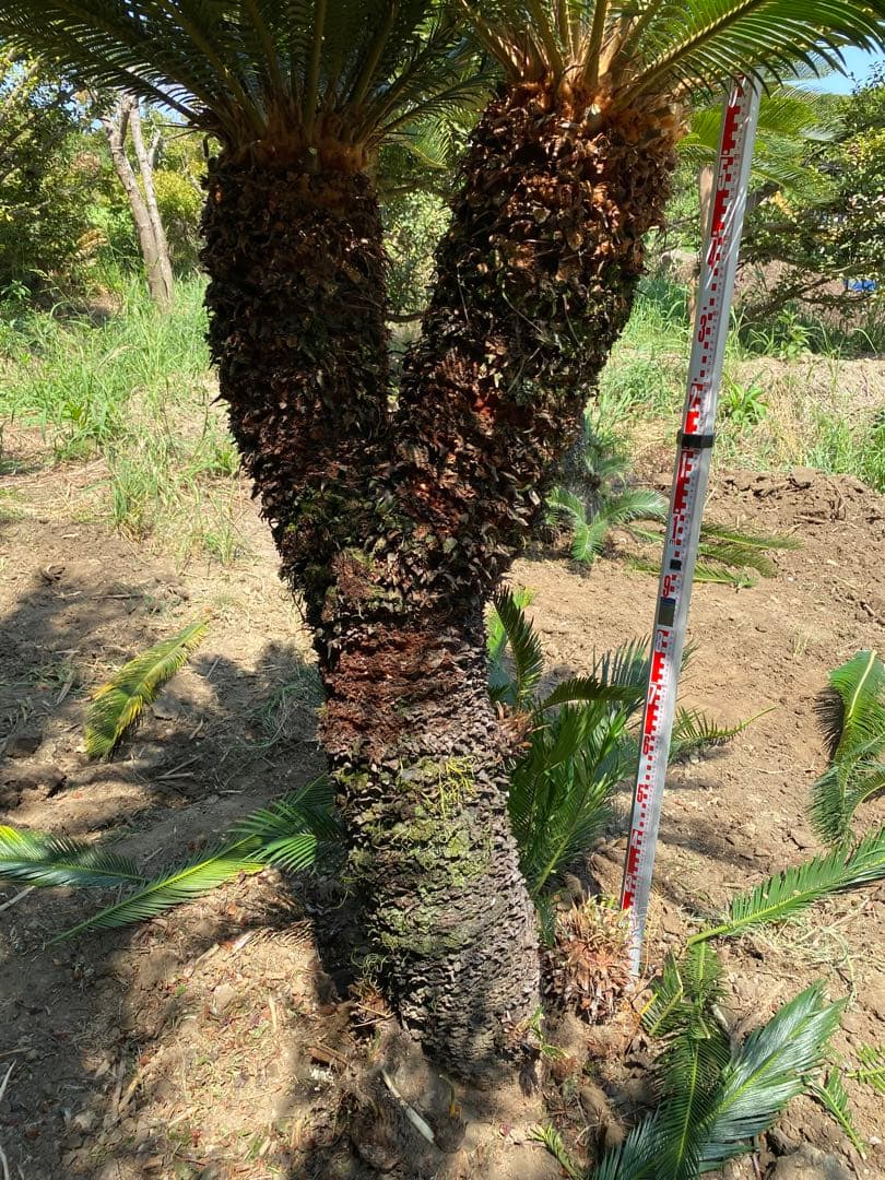 蘇轍ダブルヘッド　引き取り限定ソテツ