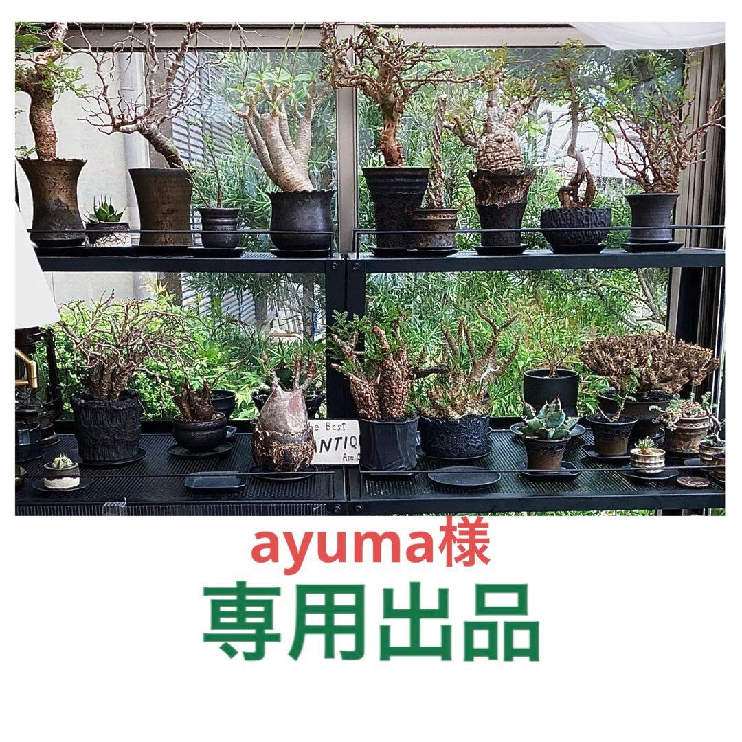 ayuma 実生 オペルクリカリア ムルチジュガ