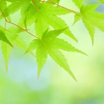 《現品》イロハモミジ　株立ち　樹高2.0ｍ（根鉢含まず）222【紅葉/苗木/植木