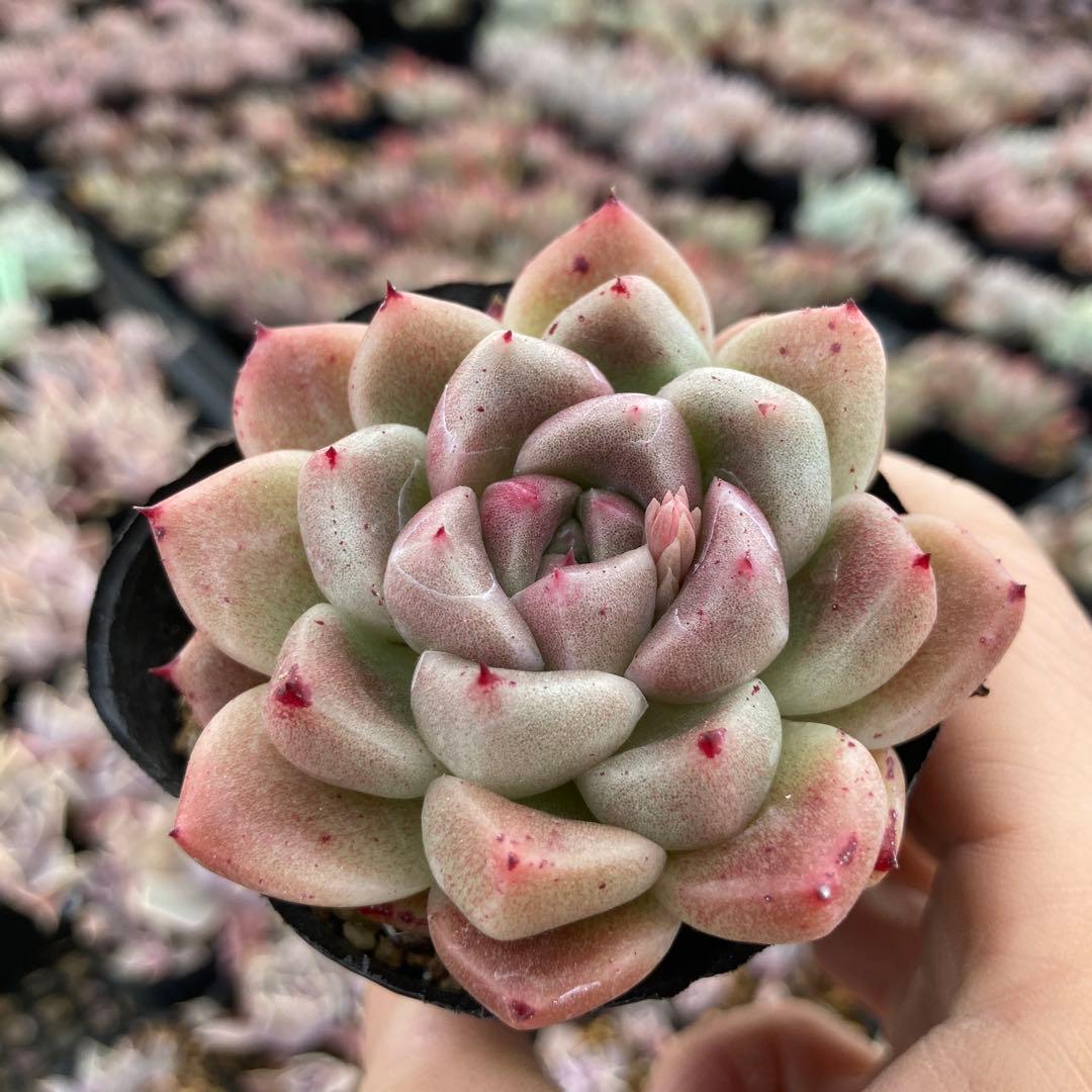 さ*さ様 15.多肉植物＊レッド石英【根付き苗】