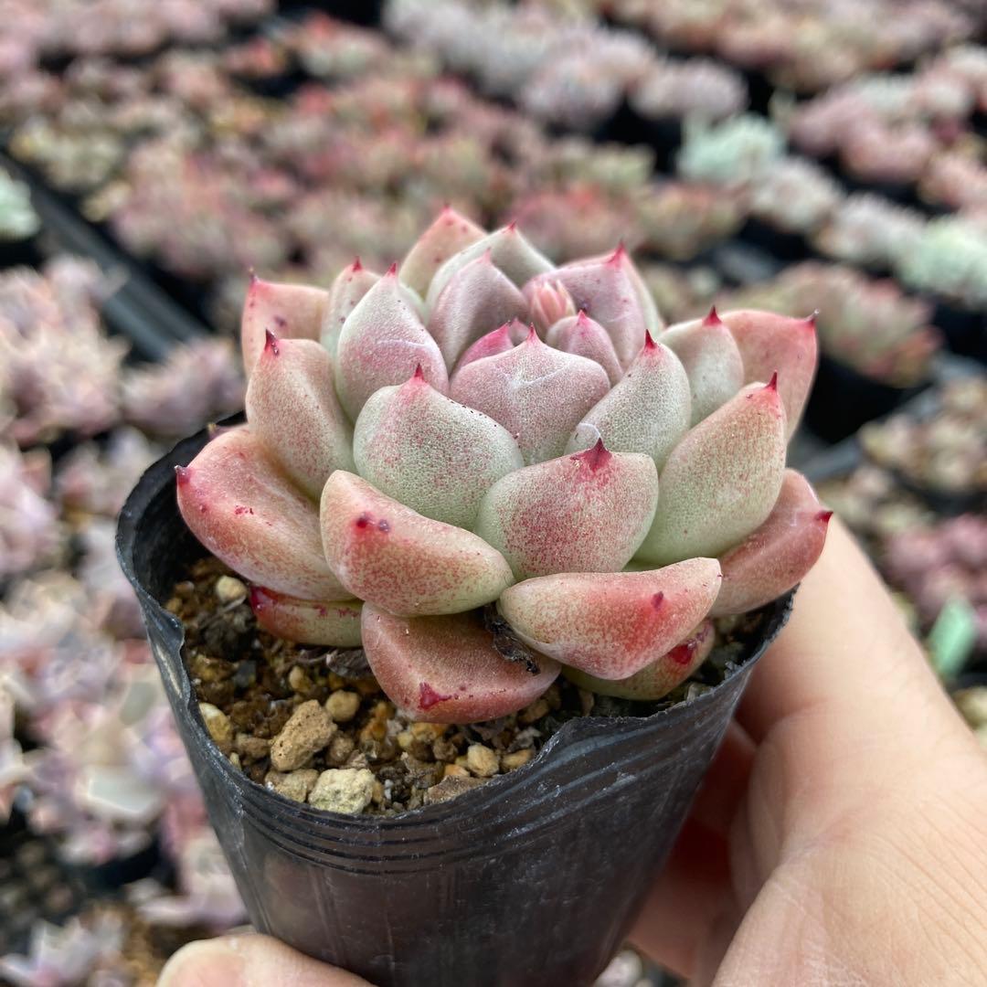 さ*さ様 15.多肉植物＊レッド石英【根付き苗】