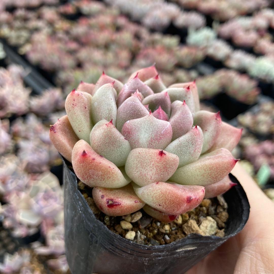 さ*さ様 15.多肉植物＊レッド石英【根付き苗】