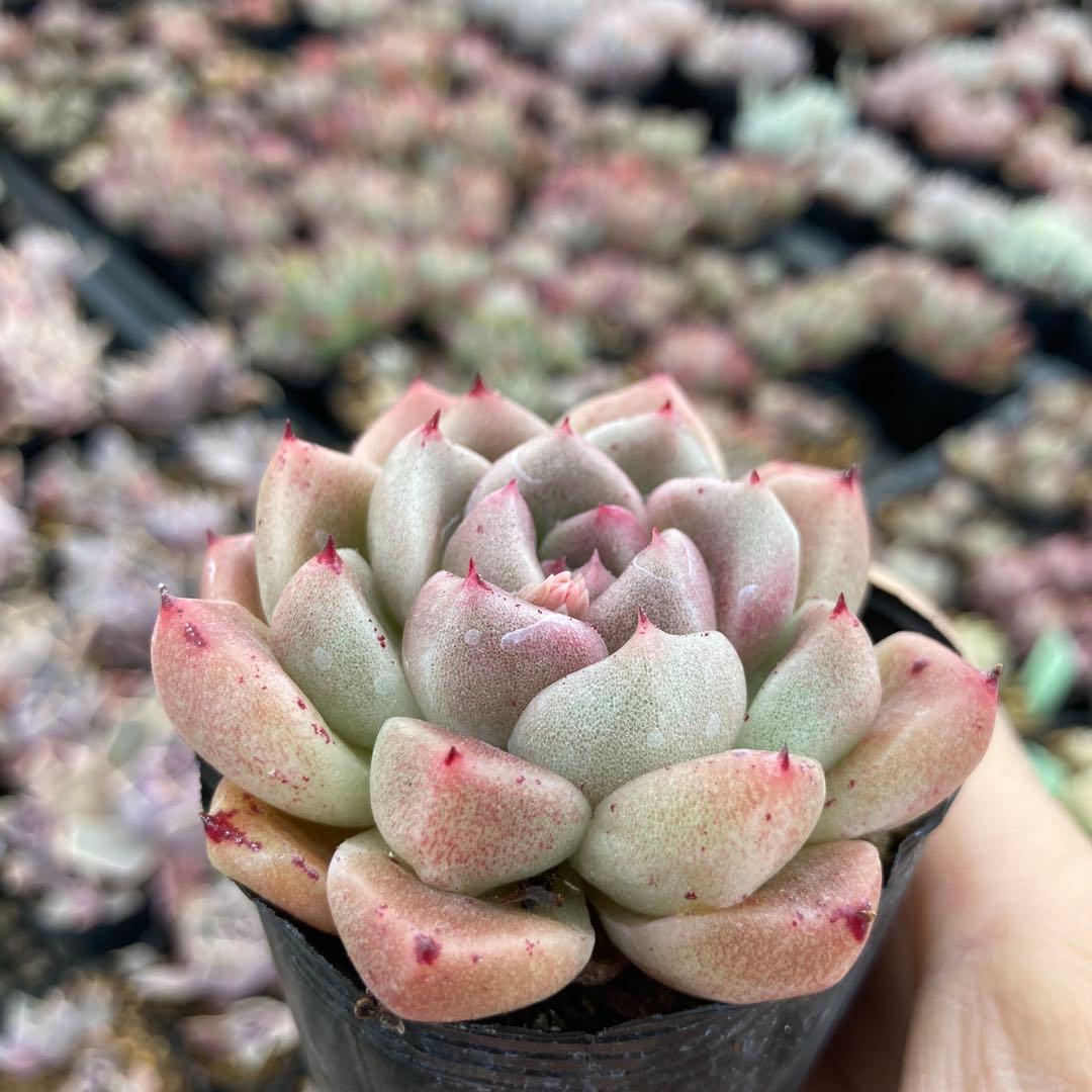 さ*さ様 15.多肉植物＊レッド石英【根付き苗】