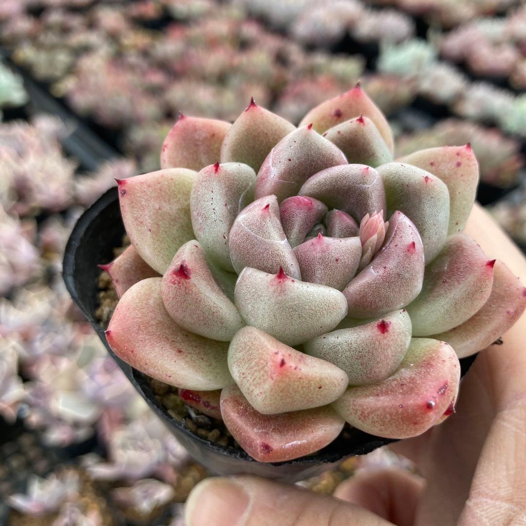 さ*さ様 15.多肉植物＊レッド石英【根付き苗】