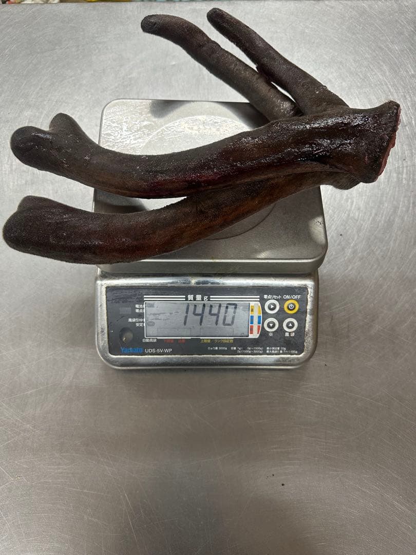 エゾ鹿鹿茸　1440g