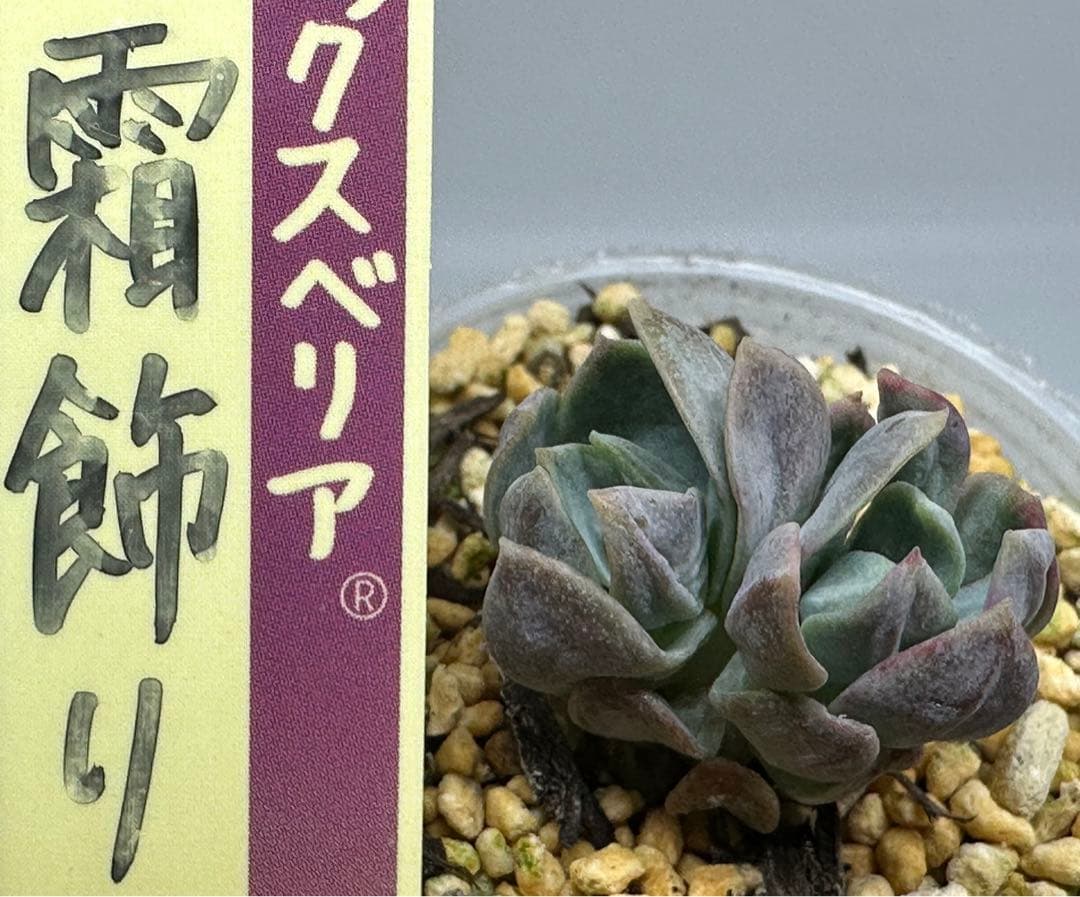 ❤️確認用❤️★B ミックスベリア❤️霜飾り❤️抜き苗♪      ✨メルカリ便✨札なし