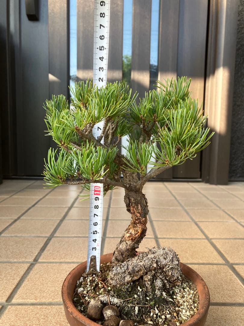 ◉五葉松盆栽　樹齢30年位　極太 の足元捻りが超魅力！★大幅値下げ！早いもの勝ち