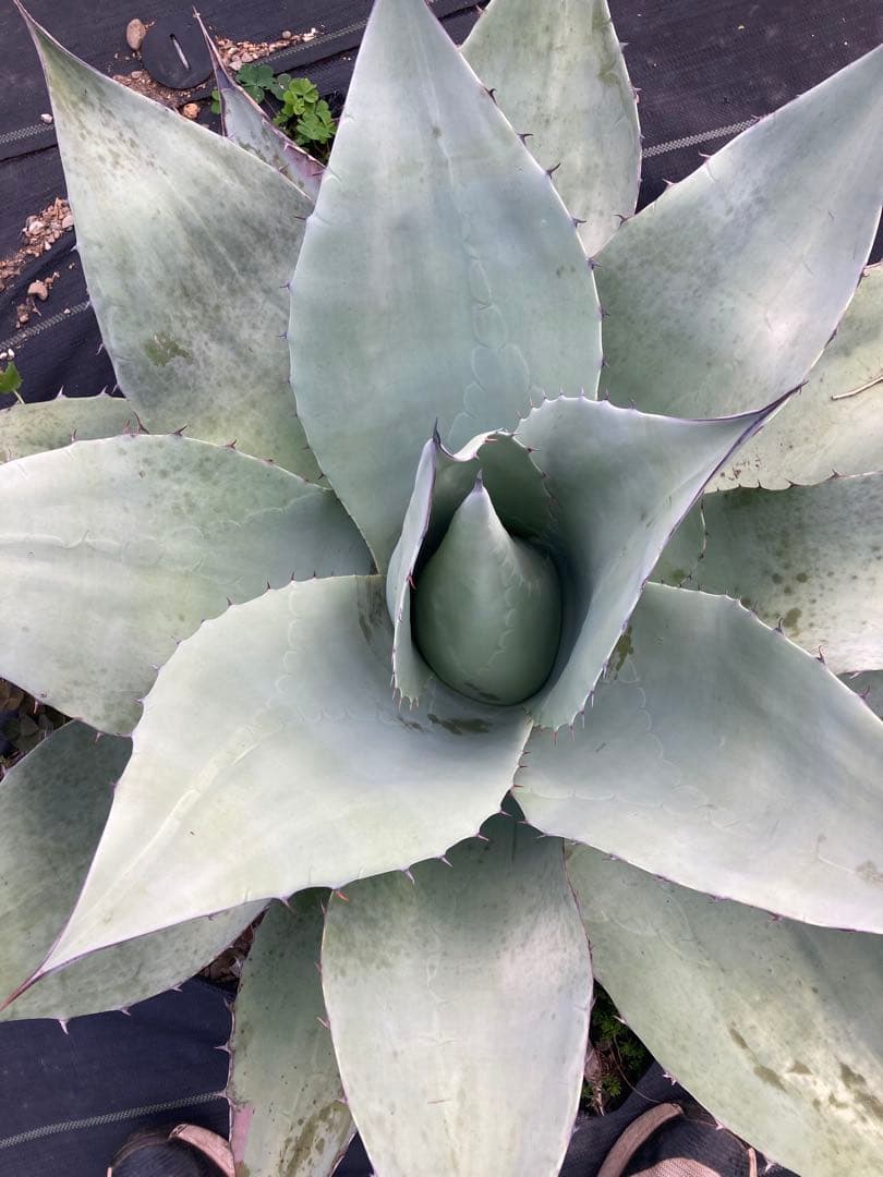 耐寒性アガベ オバティフォリア大株◇ドライガーデン多肉サボテン　ユッカ南国ヤシ島