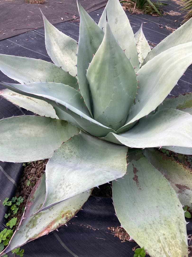 耐寒性アガベ オバティフォリア大株◇ドライガーデン多肉サボテン　ユッカ南国ヤシ島