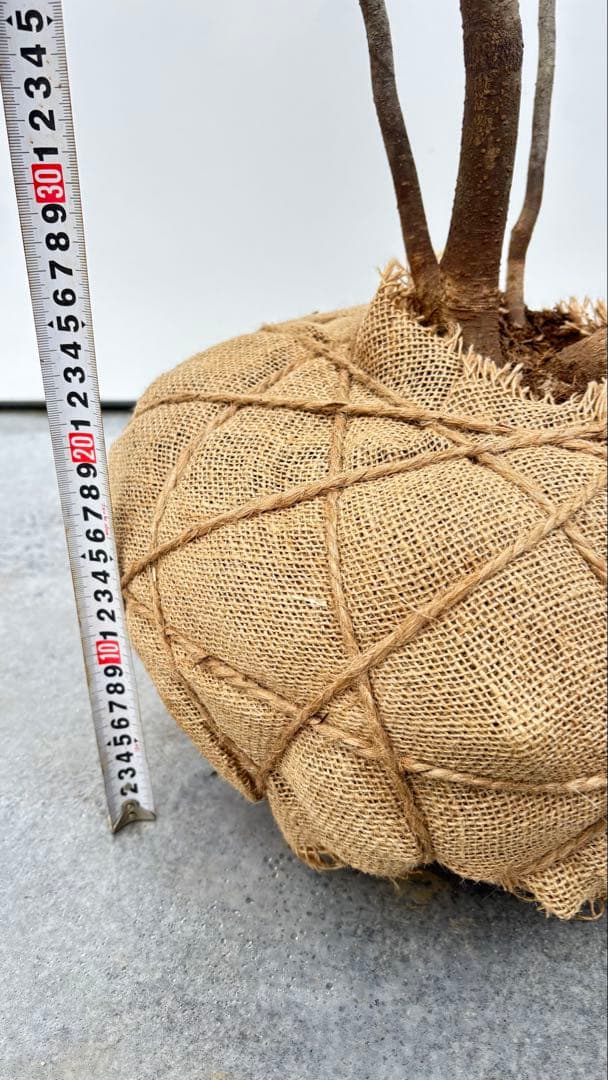 美しい樹形が魅力的 山採り ハイノキ 株立 693 樹高1.8m位 高級樹