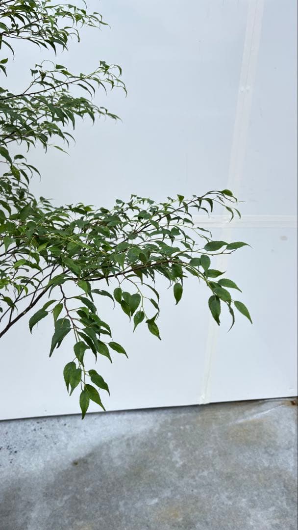 美しい樹形が魅力的 山採り ハイノキ 株立 693 樹高1.8m位 高級樹