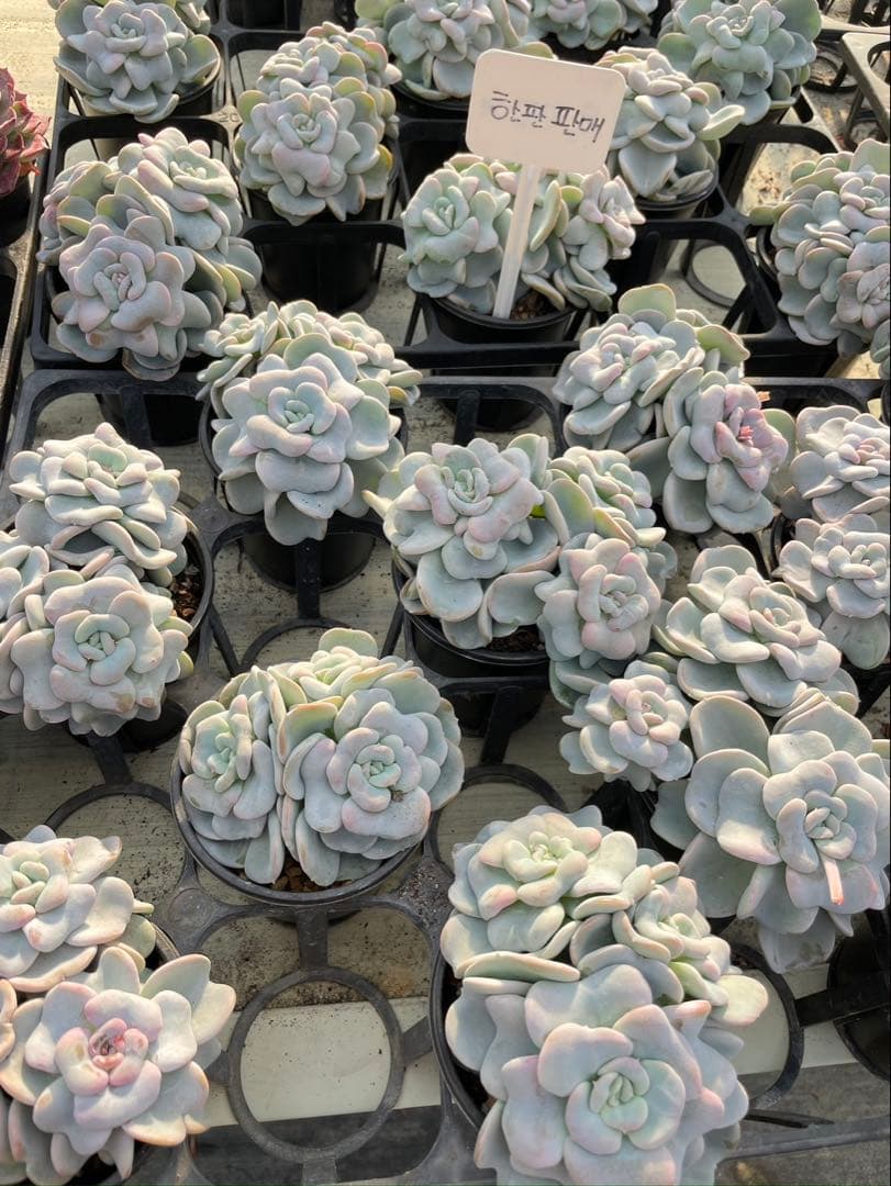 その他多肉植物 mi_na_1208