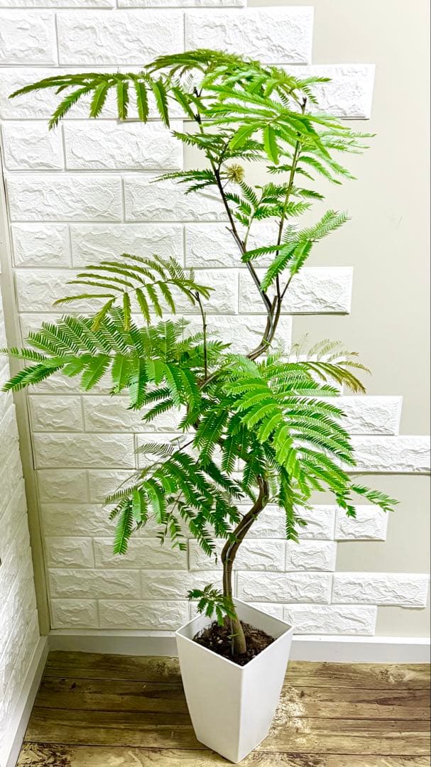 エバーフレッシュ⭐️観葉植物