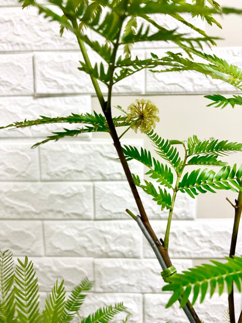エバーフレッシュ⭐️観葉植物