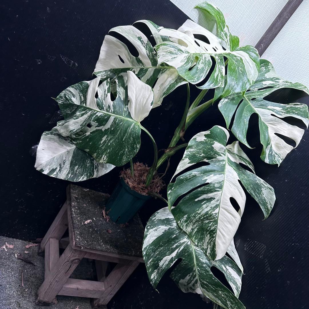 斑入りモンステラ ホワイトタイガー極美大株69cm白斑多