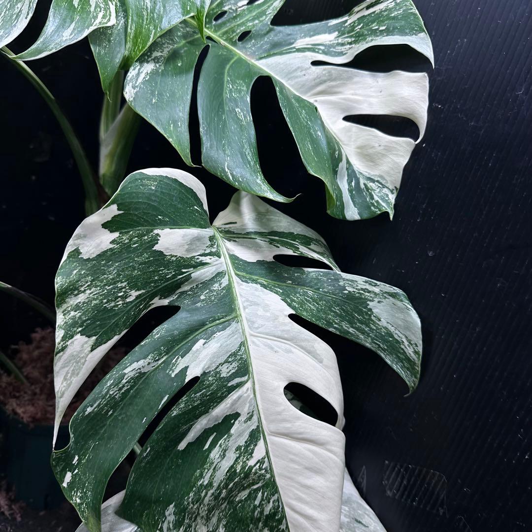 斑入りモンステラ ホワイトタイガー極美大株69cm白斑多