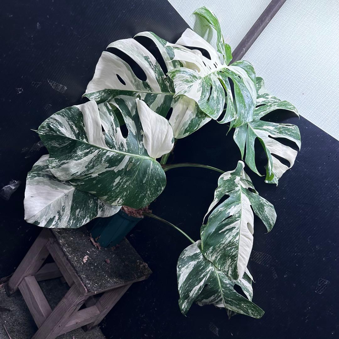 斑入りモンステラ ホワイトタイガー極美大株69cm白斑多