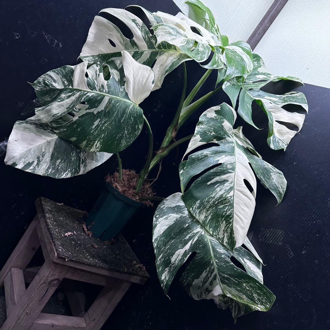 斑入りモンステラ ホワイトタイガー極美大株69cm白斑多