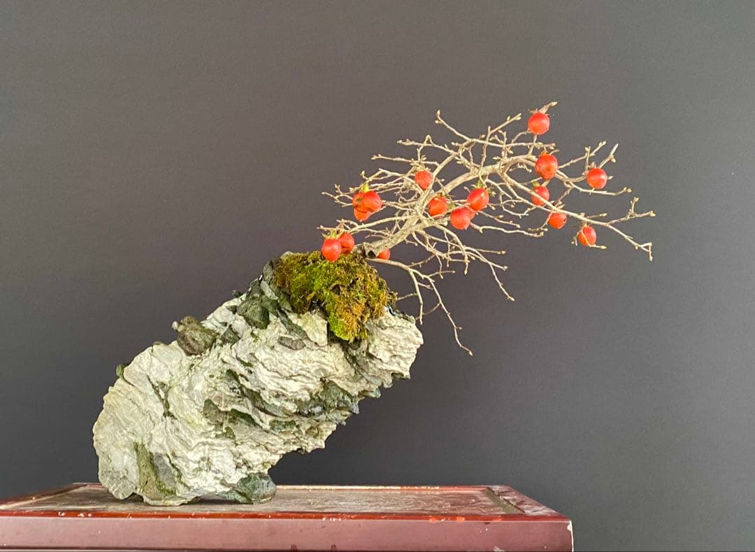 白木盆栽園　老爺柿　高さ45センチ　ロウヤガキトキワガキ常盤柿観葉植物 盆栽