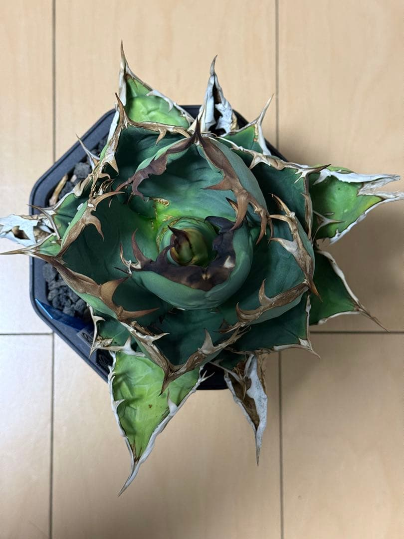 アガベ　オアハカ　現地株　活着済み　オテロイ　チタノタ　シロサイ　白鯨