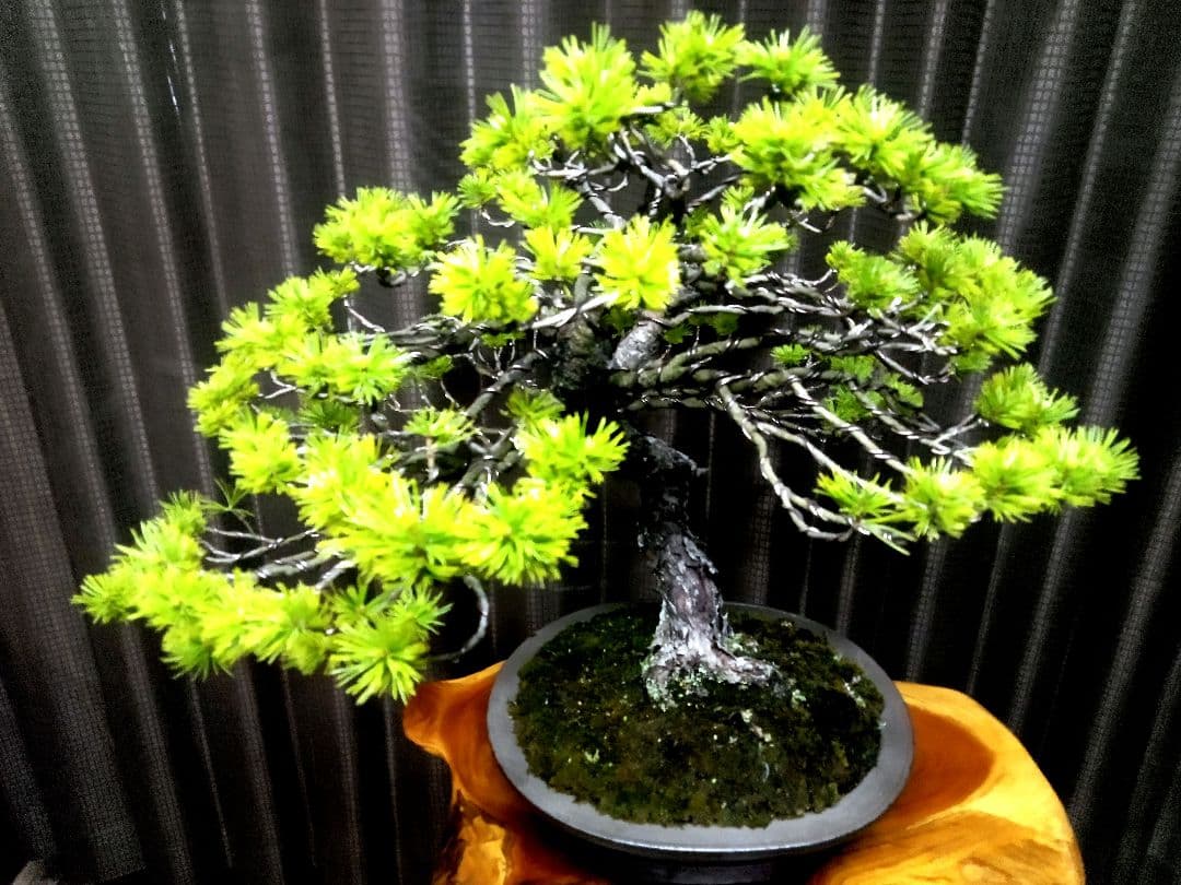 【中品　五葉松盆栽】真柏　　　　⭕卓也様、専用❗