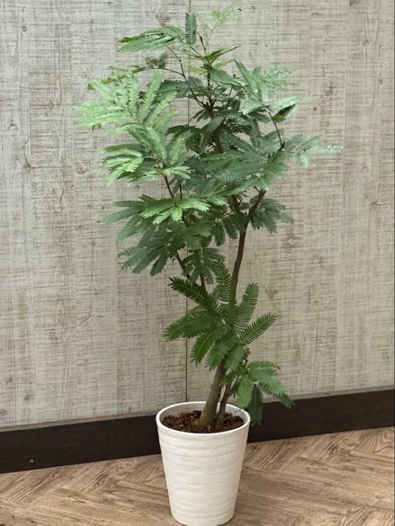 ☆ エバーフレッシュ♪ 112cm 7号♪