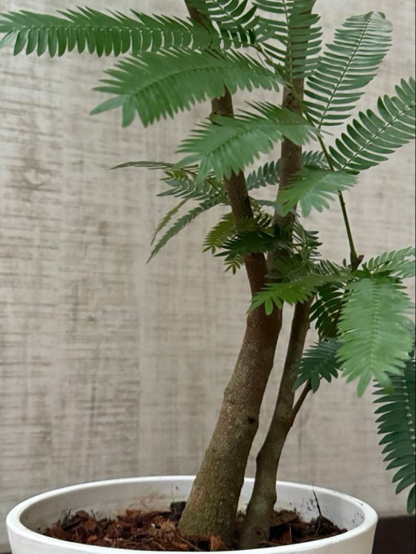 ☆ エバーフレッシュ♪ 112cm 7号♪