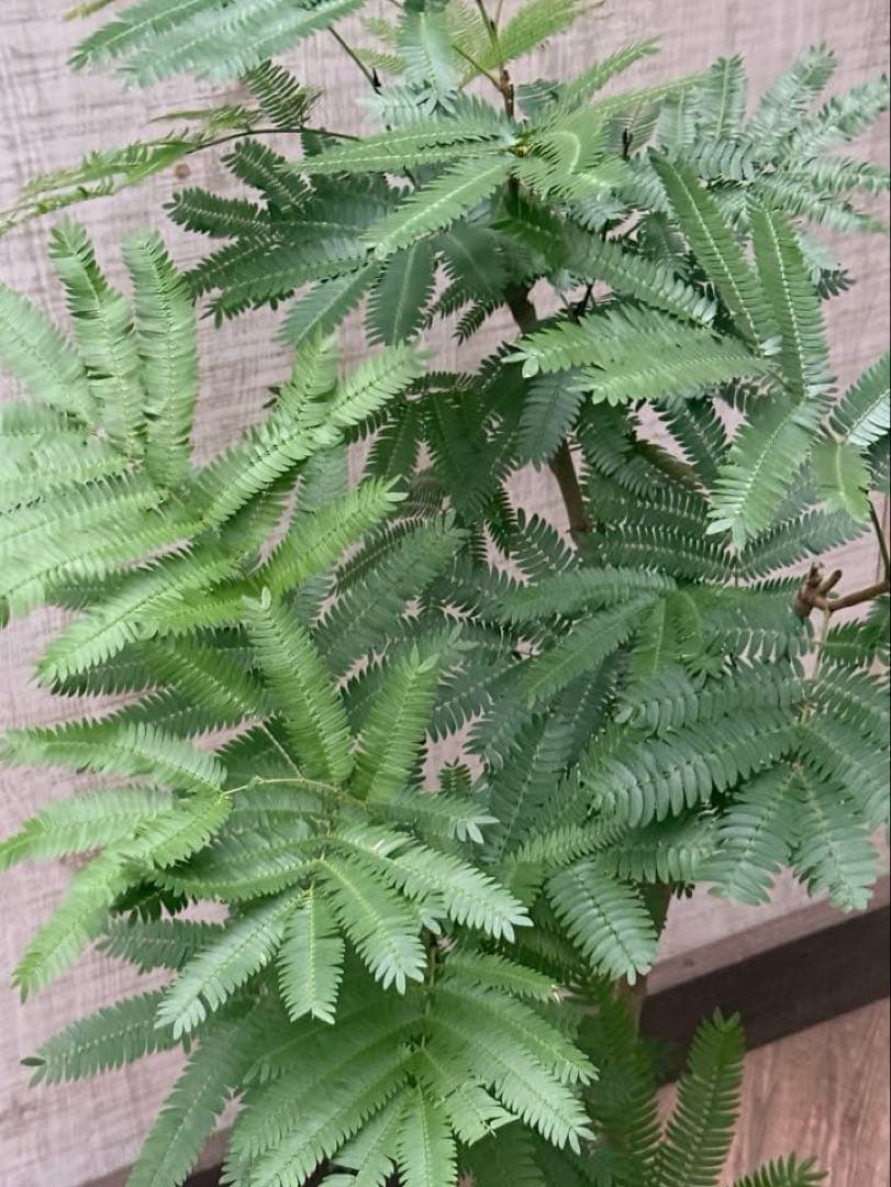 ☆ エバーフレッシュ♪ 112cm 7号♪