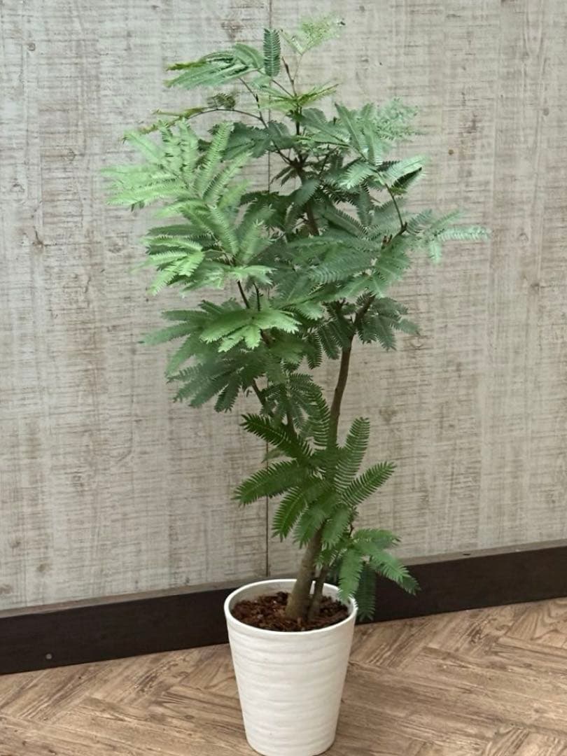 ☆ エバーフレッシュ♪ 112cm 7号♪