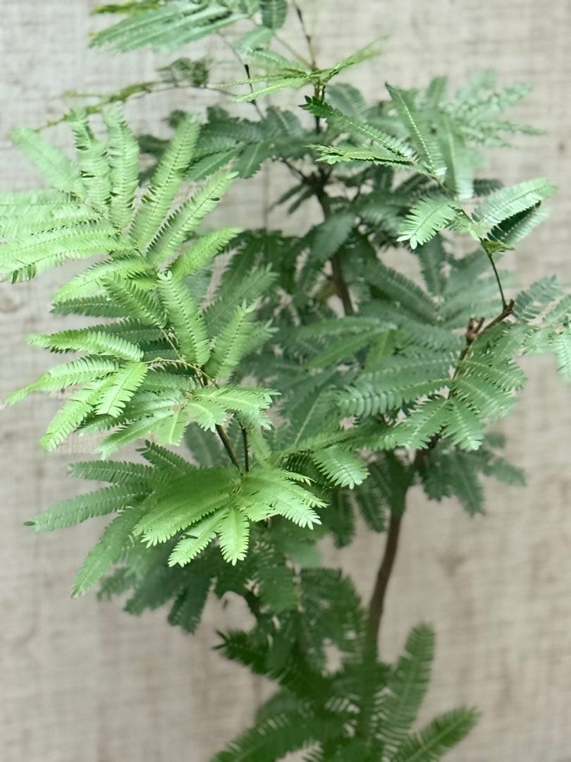 ☆ エバーフレッシュ♪ 112cm 7号♪