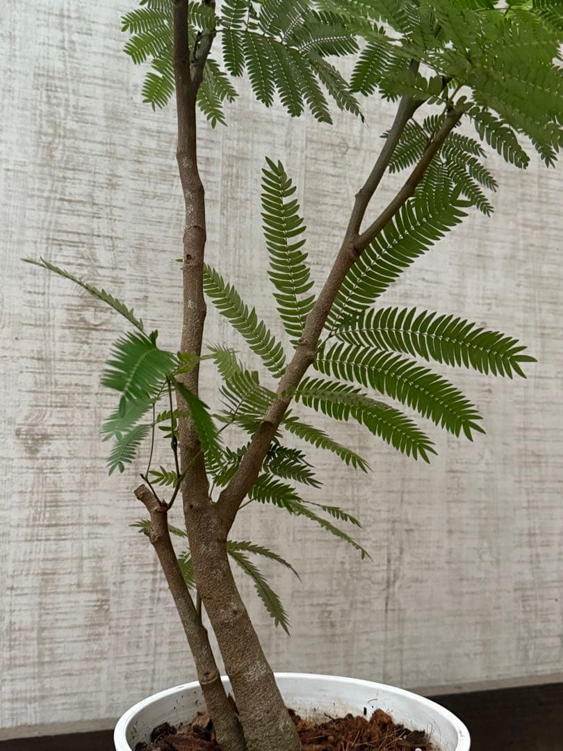 ☆ エバーフレッシュ♪ 112cm 7号♪