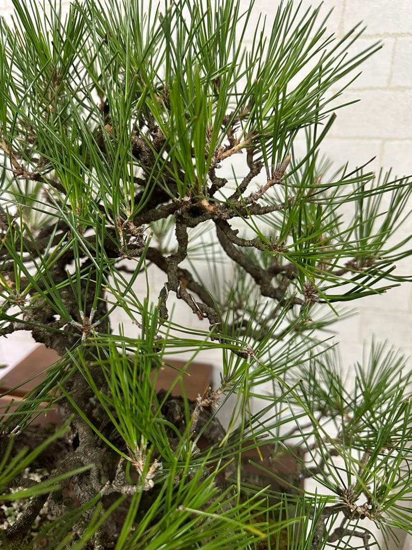 黒松の盆栽 ( 引き取り限定 ) 大阪府和泉市