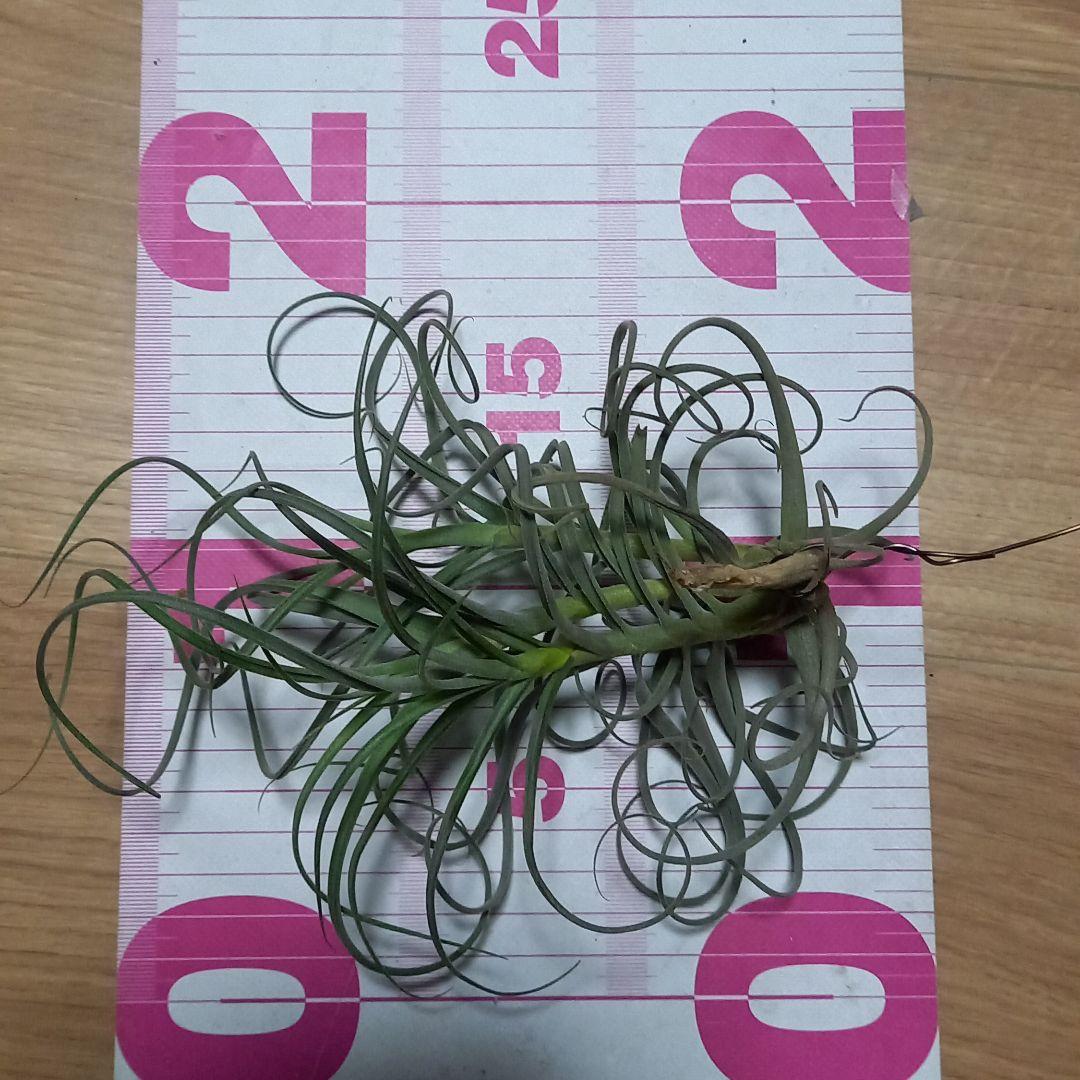 msk❤︎様確認用