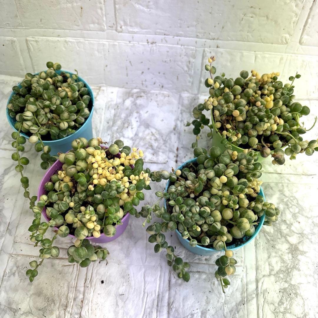 可愛い♡マーブルネックレス4個♡2.5号♡メルカリ便で