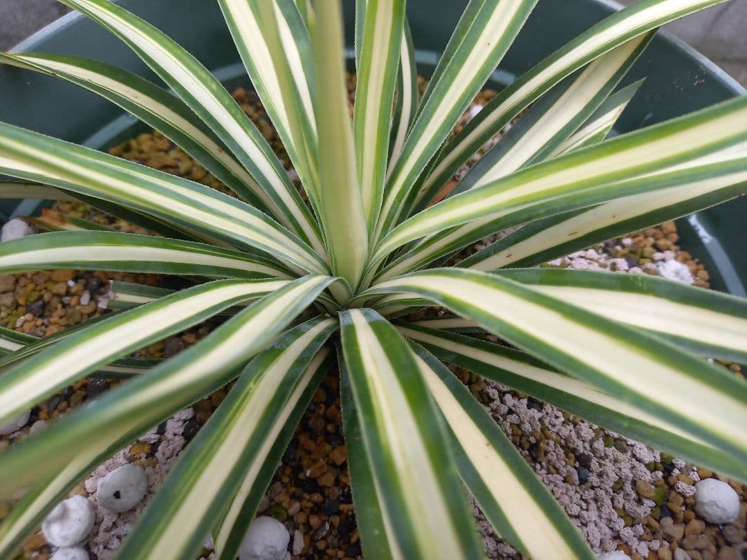 【レア度：★★★★★】ユッカ　アロイフォリア　メディオピクタ　黄中斑