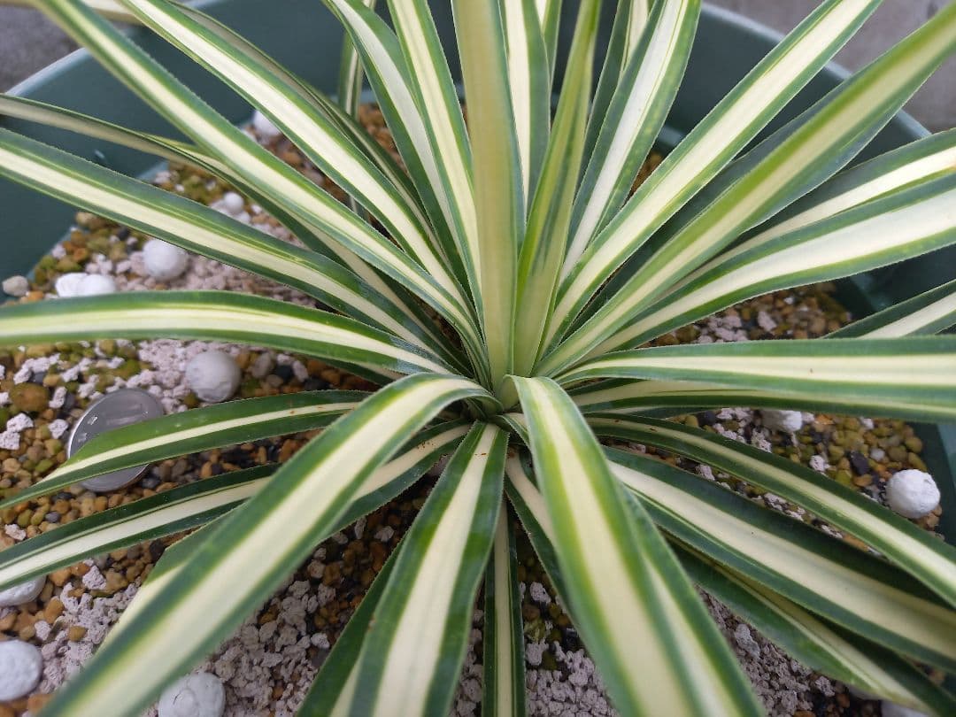 【レア度：★★★★★】ユッカ　アロイフォリア　メディオピクタ　黄中斑